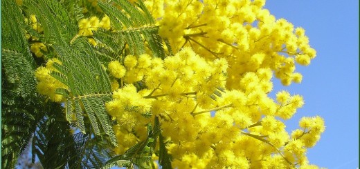 mimose.jpg